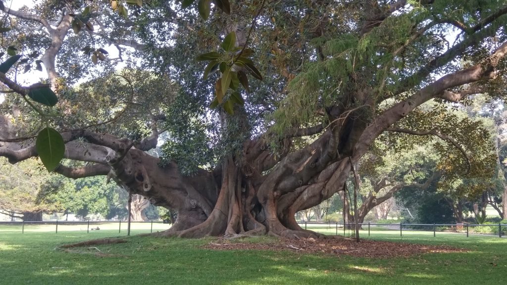 Sydney Botanical Garden