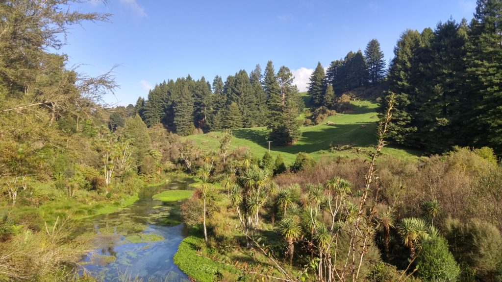 Te Waihou Blue Springs Walk Way 1