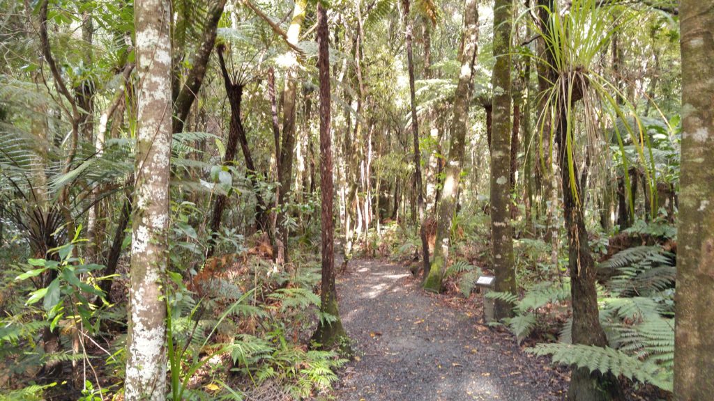 Trounson Kauri Park 1