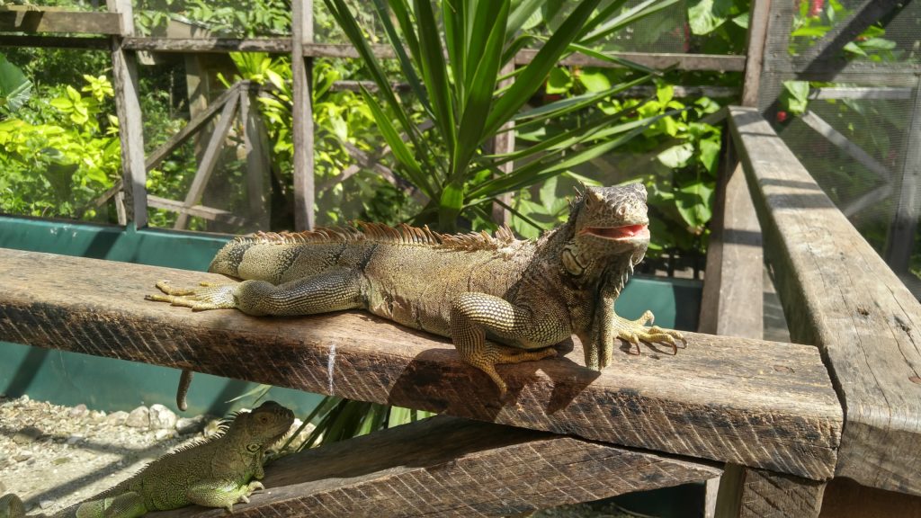 Smiley Iguana