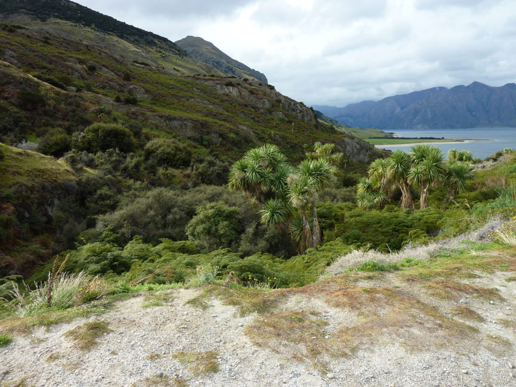 Drive Fox Glacier 3