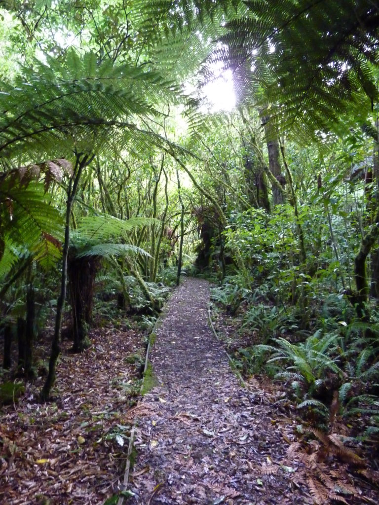 Rimu Walk 2