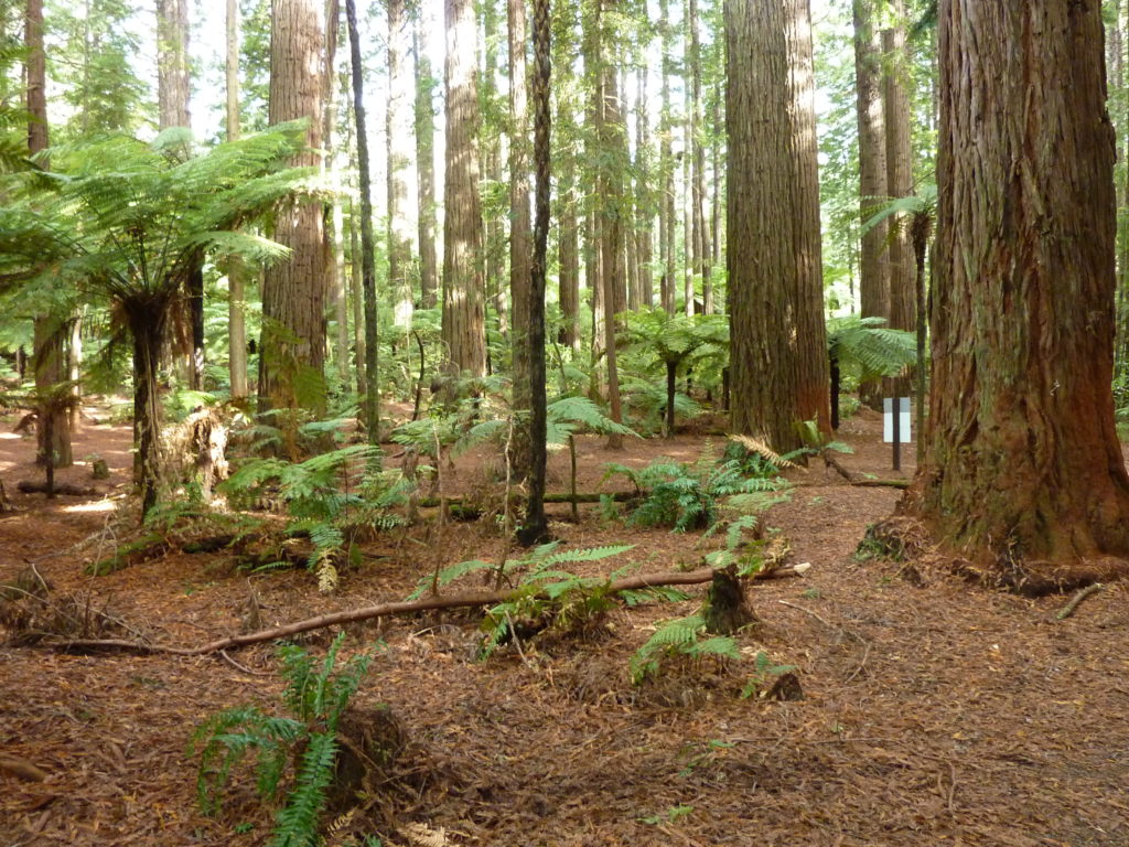 Redwoods 1