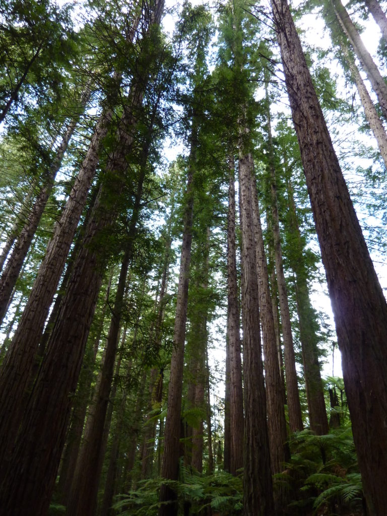 Redwoods 2