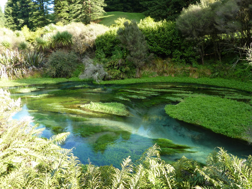 Te Waihou Blue Springs Walk Way 2