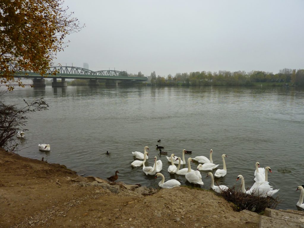 Danube 1