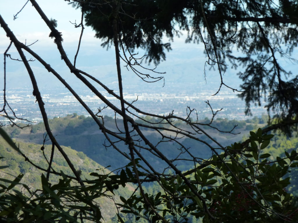 Drive to Big Basin Redwood Park