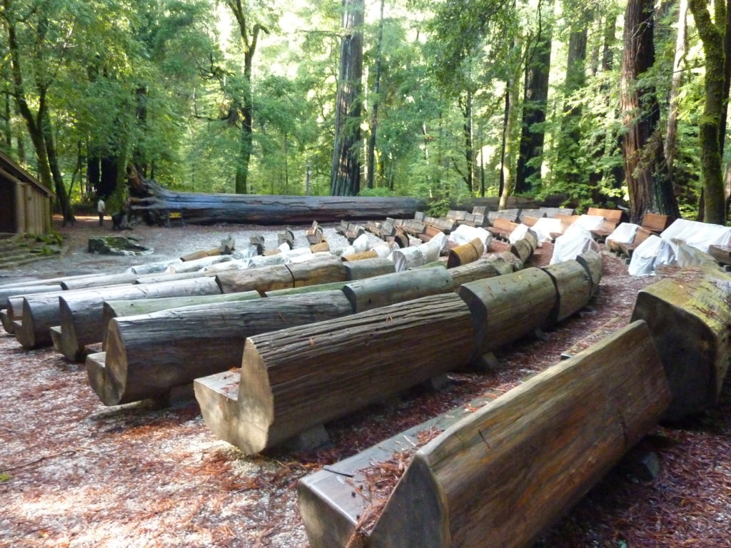 Big Basin Redwood Park