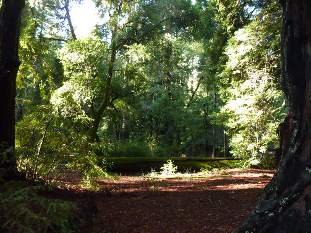 Big Basin Redwood Park 2