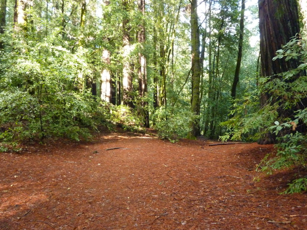 Big Basin Redwood Park 3