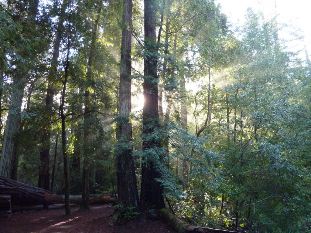 Big Basin Redwood Park 4