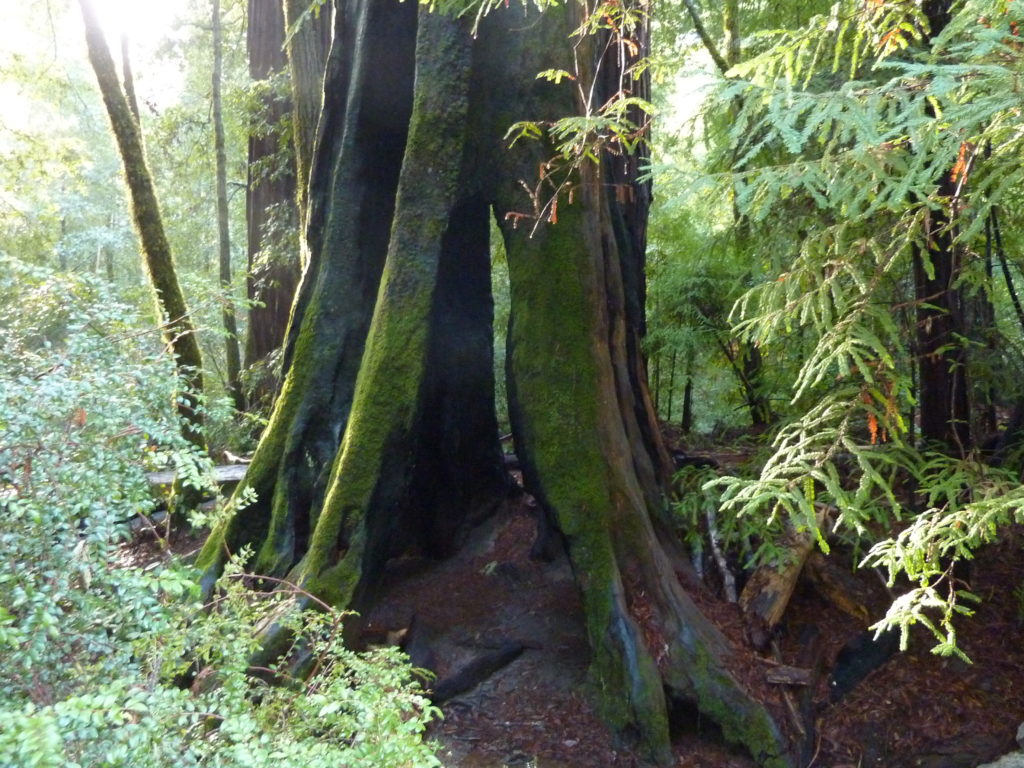 Big Basin Redwood Park 5