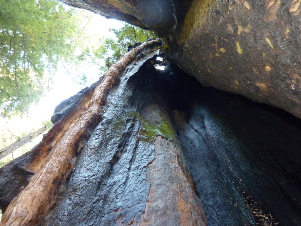 Big Basin Redwood Park 6