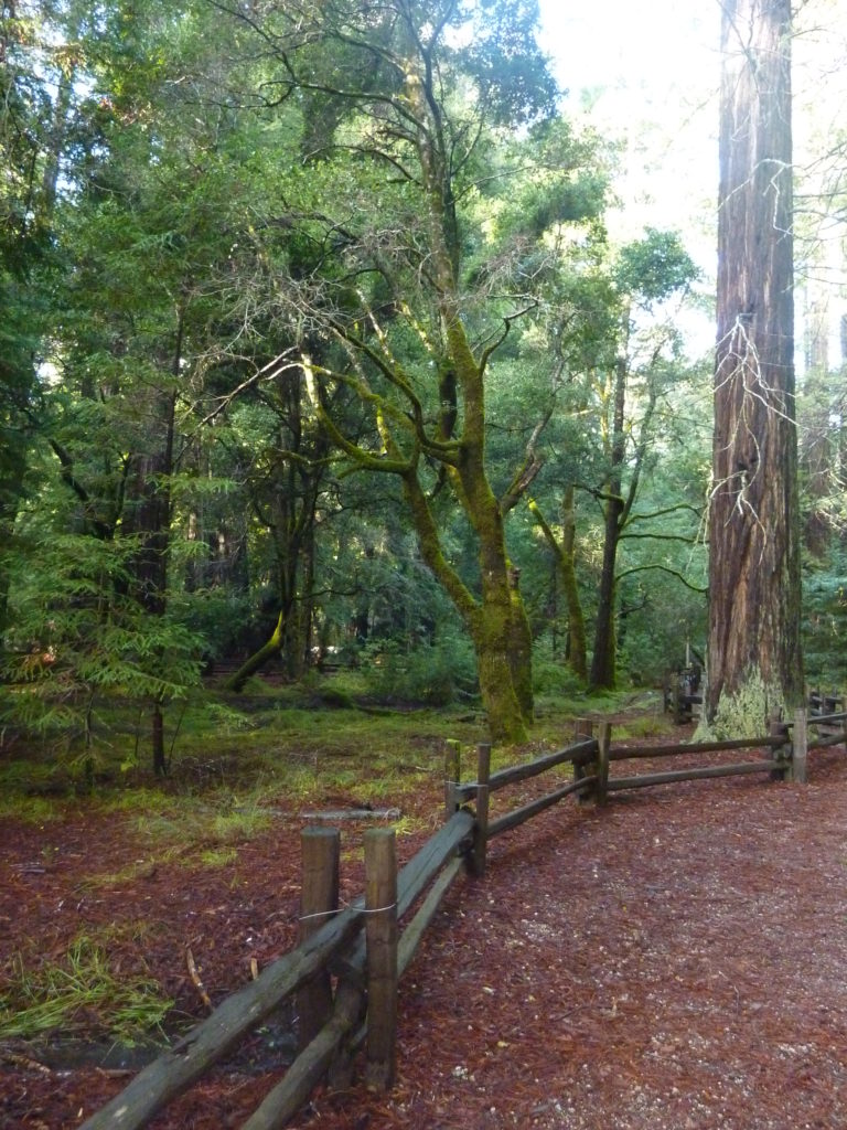 Big Basin Redwood Park 7