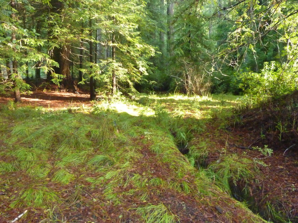 Big Basin Redwood Park 8